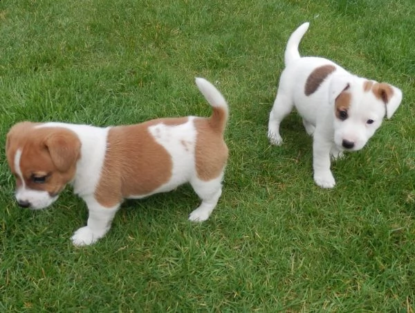 jack russell stupendi cuccioli