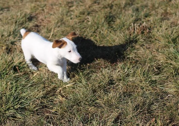 jack russell stupendi cuccioli | Foto 0