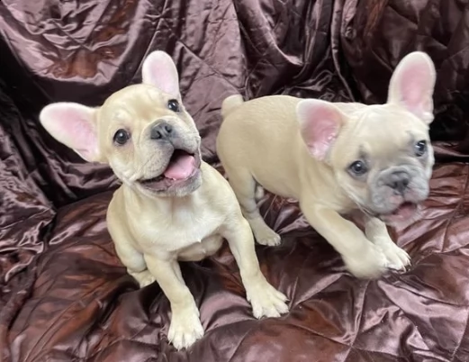 cuccioli di bouledogue francese