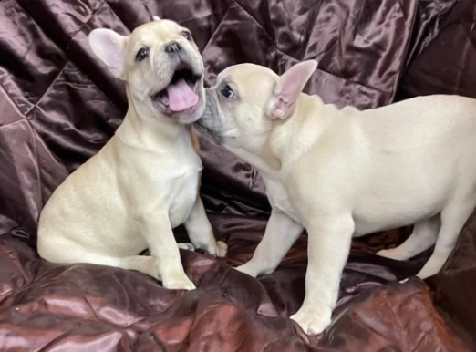 cuccioli di bouledogue francese | Foto 0