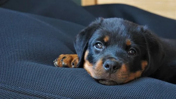 cuccioli di razza rotweiller pronti | Foto 0