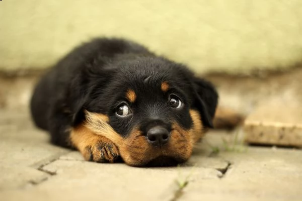 cuccioli di razza rotweiller pronti