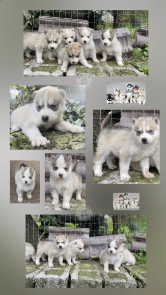 disponibili vari bellissimi cuccioli di siberian husky i nostri cuccioli sono figli da genitori comp