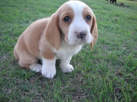 regalo bello basset hound cuccioli maschi e femmine bello basset hound  maschio e femmina svermina