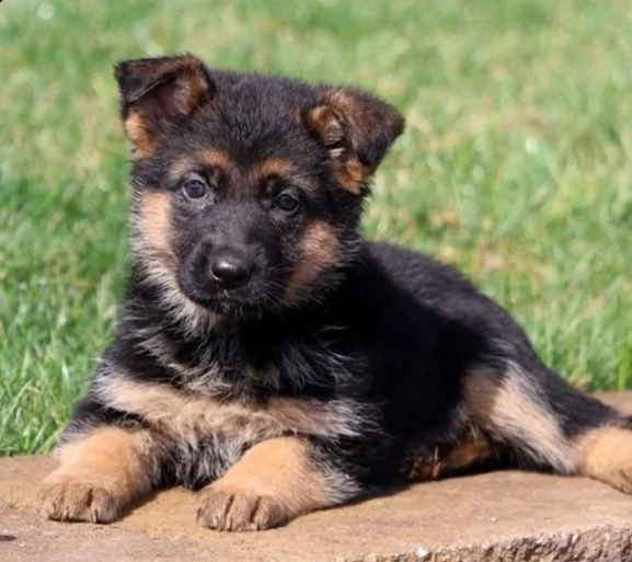 regalo pastore tedesco cuccioli meravigliosi  