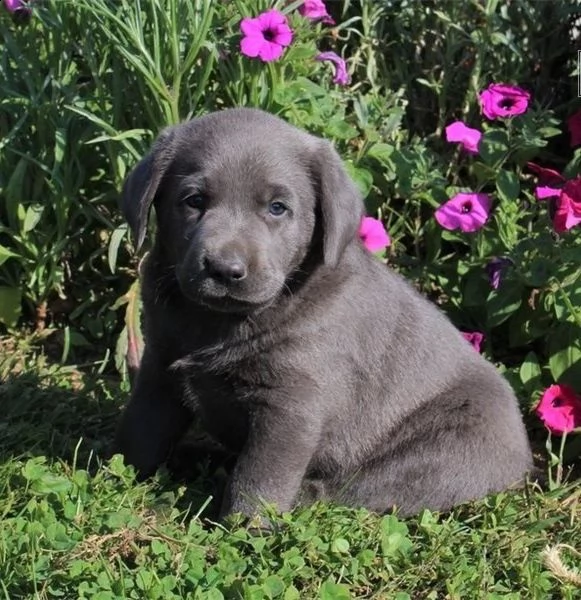 regalo labrador james cuccioli meravigliosi  