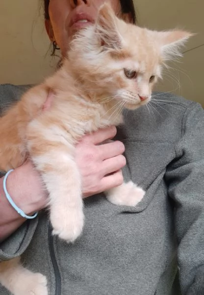Meraviglioso cucciolo di Maine Coon cream tabby  | Foto 4