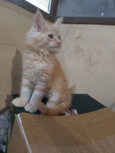 Meraviglioso cucciolo di Maine Coon cream tabby  | Foto 3