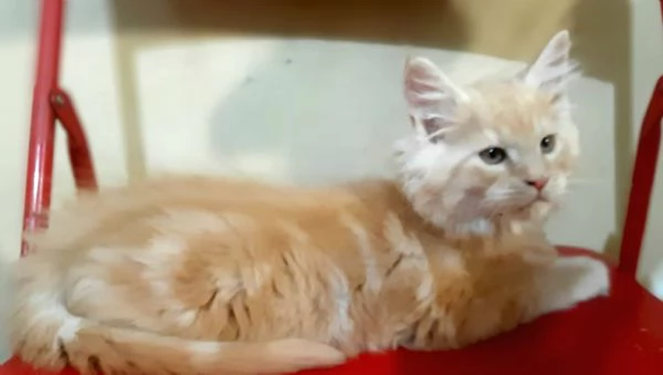 Meraviglioso cucciolo di Maine Coon cream tabby  | Foto 2