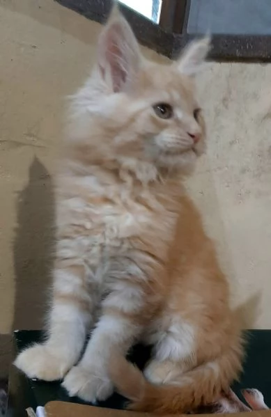 Meraviglioso cucciolo di Maine Coon cream tabby  | Foto 1