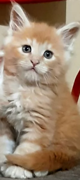 Meraviglioso cucciolo di Maine Coon cream tabby  | Foto 0