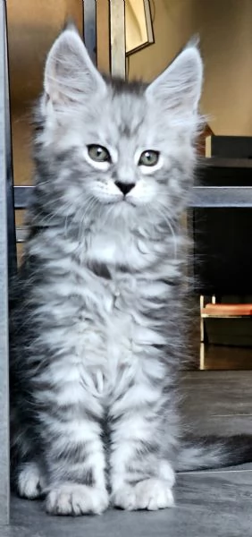 Cucciola di Maine Coon Silver | Foto 3