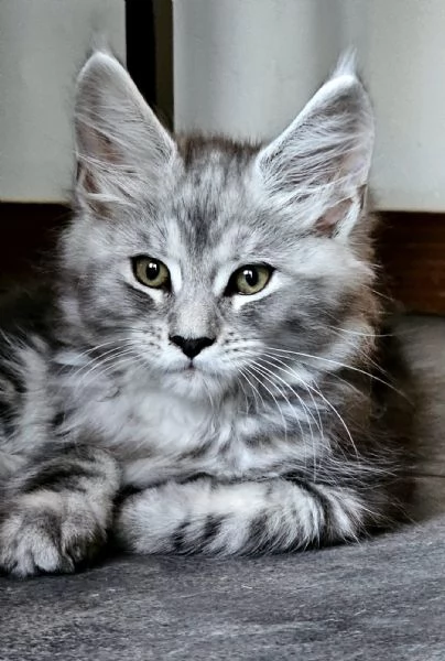 Cucciola di Maine Coon Silver | Foto 2