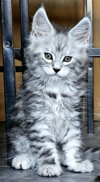 Cucciola di Maine Coon Silver