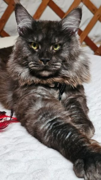 Cucciola di Maine Coon Silver | Foto 1