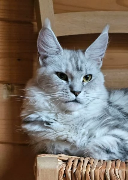 Cucciola di Maine Coon Silver | Foto 0