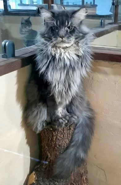 Cucciolo di Maine Coon cream tabby taglia grande  | Foto 4