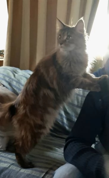 Cucciolo di Maine Coon cream tabby taglia grande  | Foto 3