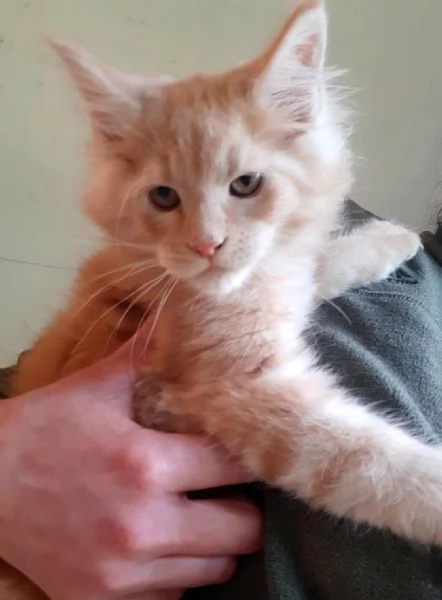 Cucciolo di Maine Coon cream tabby taglia grande  | Foto 1