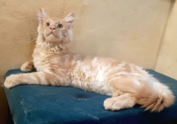Cucciolo di Maine Coon cream tabby taglia grande 