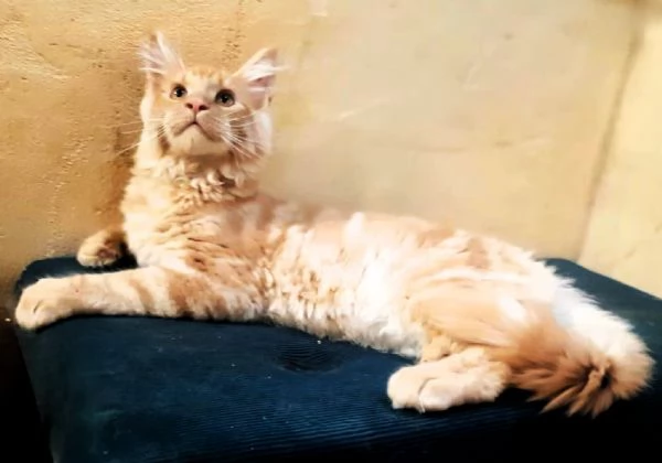 Cucciolo di Maine Coon cream tabby xxl 