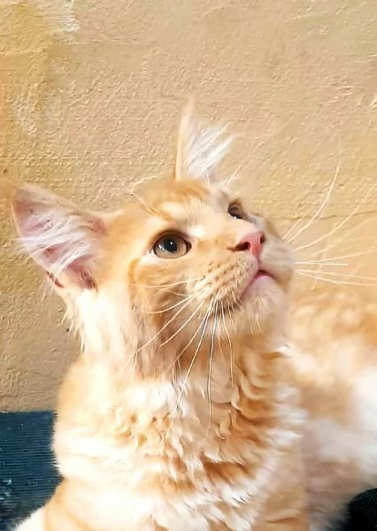 Cucciolo di Maine Coon cream tabby xxl  | Foto 0