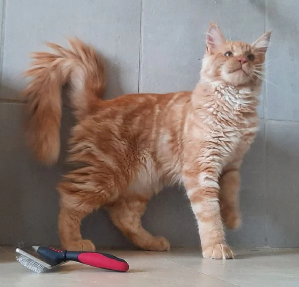 Cucciolo di Maine Coon taglia xxl | Foto 3