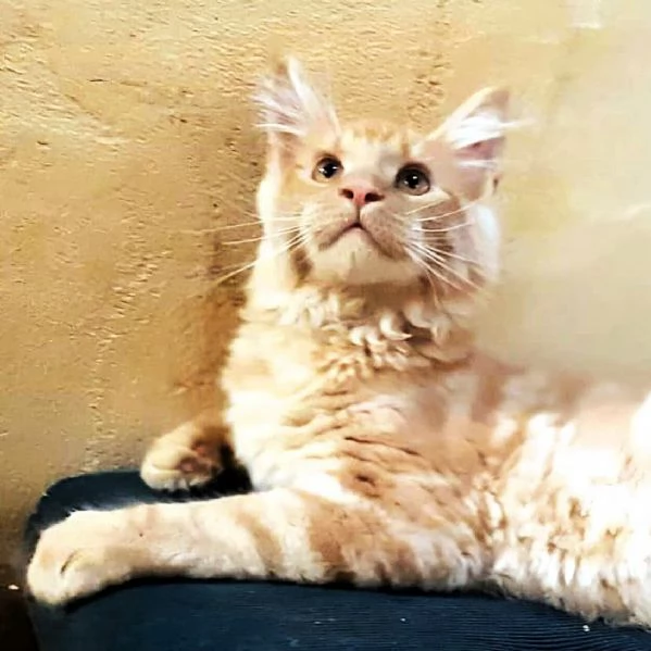 Cucciolo di Maine Coon taglia xxl | Foto 2