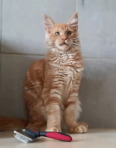 Cucciolo di Maine Coon taglia xxl