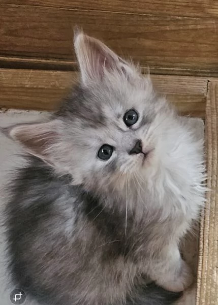 Cuccioli di Maine Coon  | Foto 4