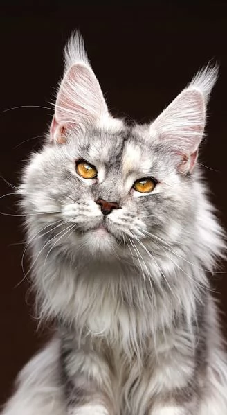 Cuccioli di Maine Coon  | Foto 3