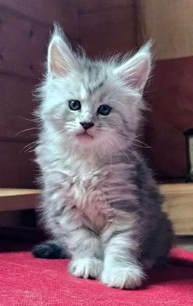 Cuccioli di Maine Coon  | Foto 2