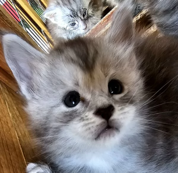 Cuccioli di Maine Coon  | Foto 1