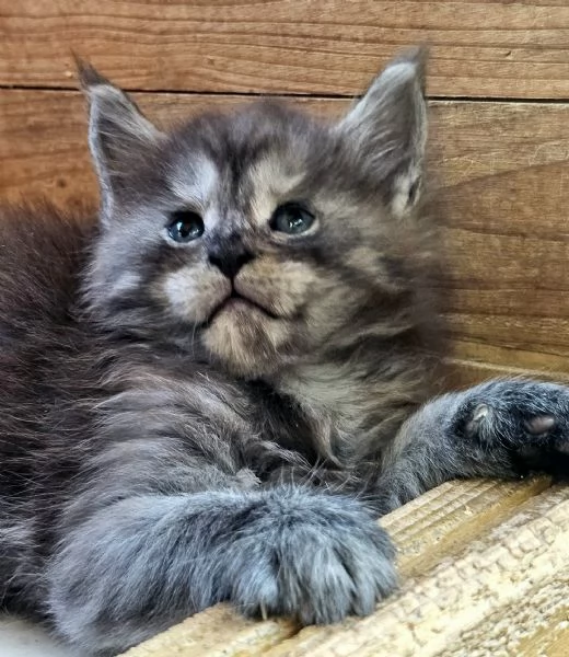 Cuccioli di Maine Coon 