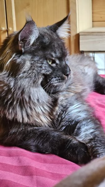 Cuccioli di Maine Coon  | Foto 0