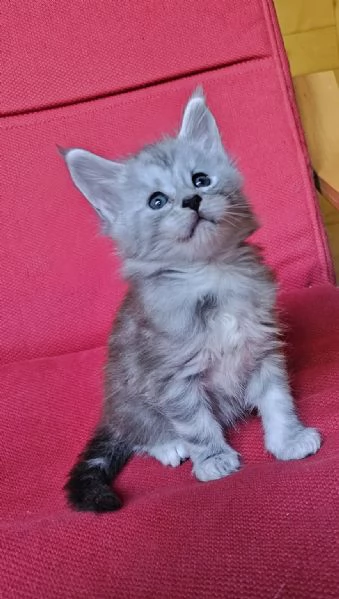 Cuccioli di Maine Coon alta genealogia  | Foto 6