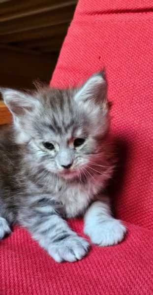 Cuccioli di Maine Coon alta genealogia  | Foto 0