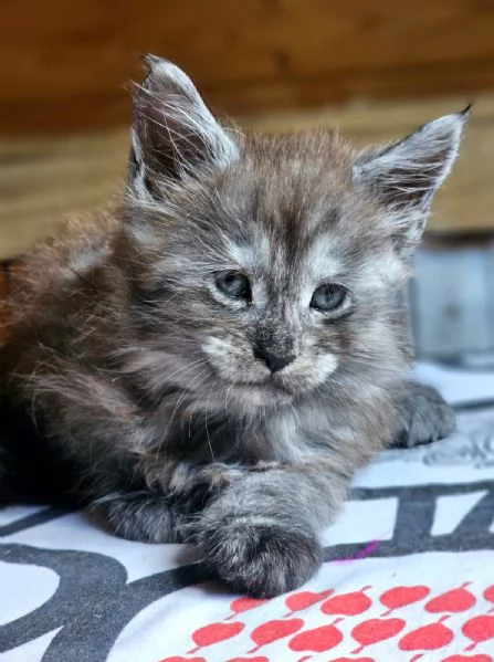 Cucciolo di Maine Coon alta genealogia  | Foto 5