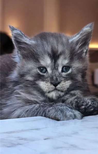 Cucciolo di Maine Coon alta genealogia  | Foto 3