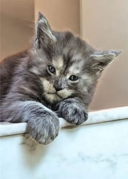Cucciolo di Maine Coon alta genealogia  | Foto 2