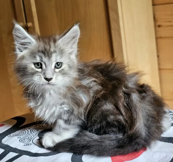 Meravigliose cucciole di Maine Coon  | Foto 4