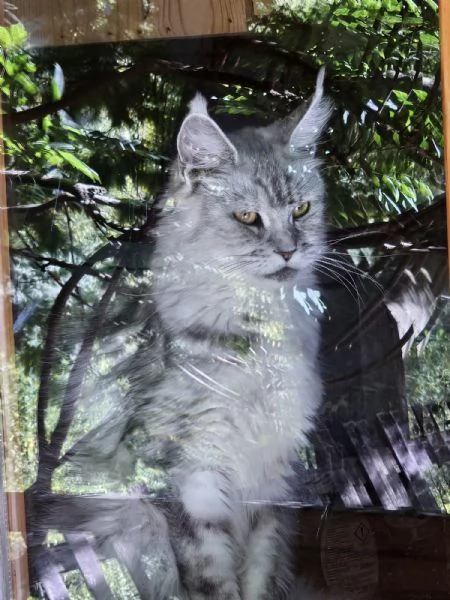 Meravigliose cucciole di Maine Coon  | Foto 3