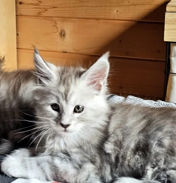 Meravigliose cucciole di Maine Coon  | Foto 2