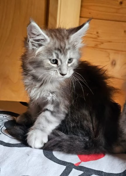 Meravigliose cucciole di Maine Coon  | Foto 1
