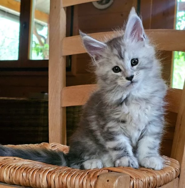 Meravigliose cucciole di Maine Coon 