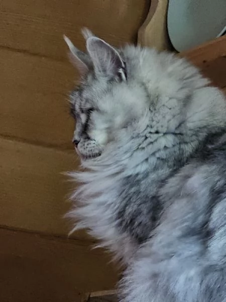 Meraviglioso cucciolo di Maine Coon  | Foto 4