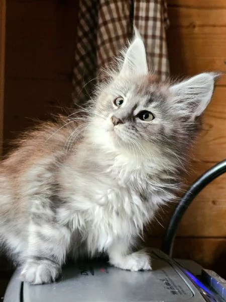 Meravigliosa cucciola di Maine Coon  | Foto 4