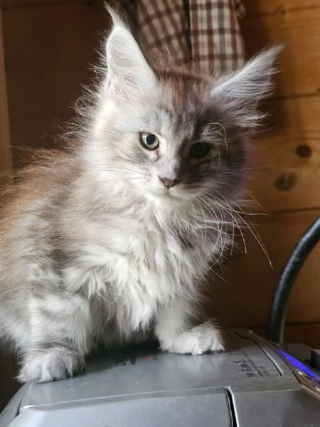 Meravigliosa cucciola di Maine Coon  | Foto 3