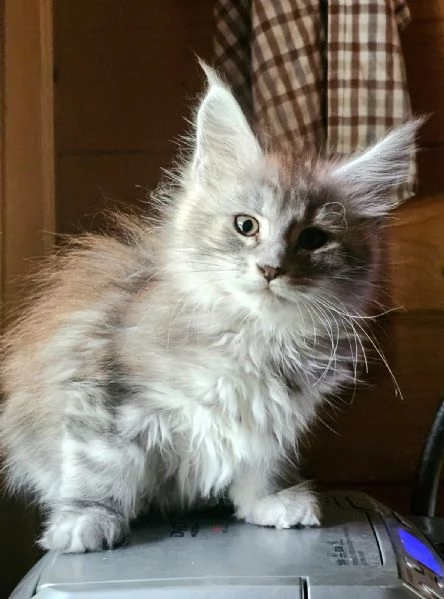 Meravigliosa cucciola di Maine Coon 