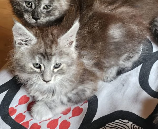 Meravigliosa cucciola di Maine Coon  | Foto 1